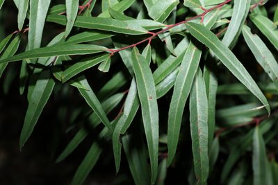 Eucalyptus curtisii, photographed by Greg Tasney