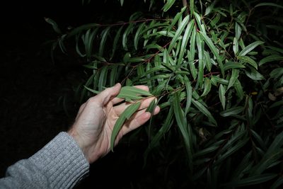 Eucalyptus curtisii, photographed by Greg Tasney