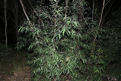Eucalyptus curtisii, photographed by Greg Tasney