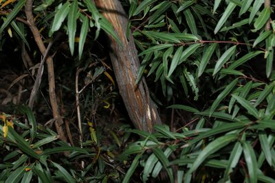 Eucalyptus curtisii, photographed by Greg Tasney
