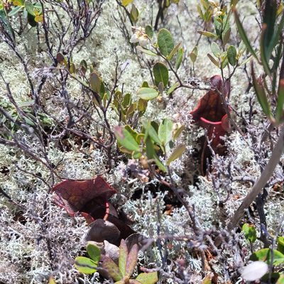 Sarracenia purpurea, photographed by samuellegresley