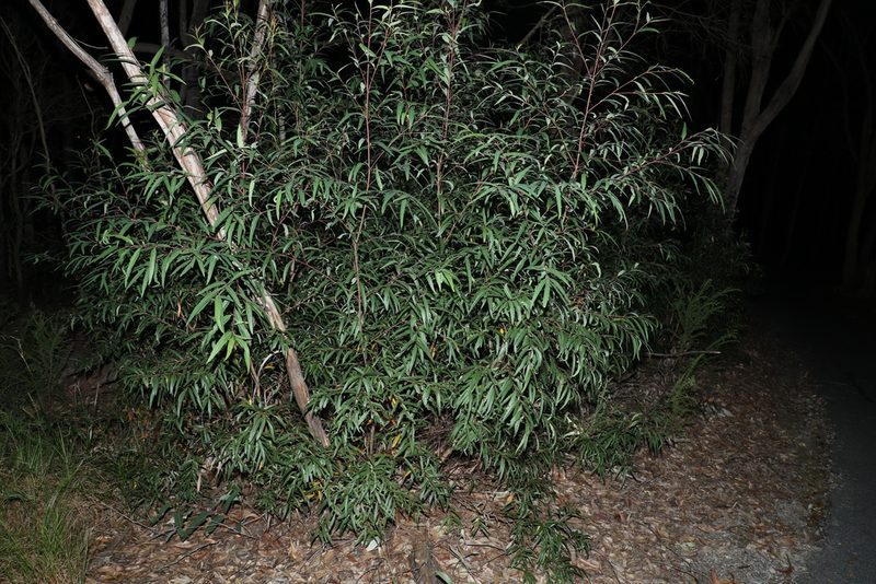 Eucalyptus curtisii, photographed by Greg Tasney