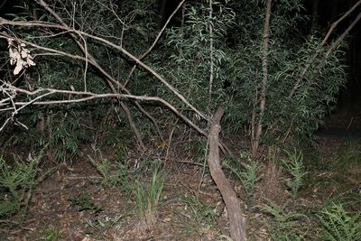 Eucalyptus curtisii, photographed by Greg Tasney