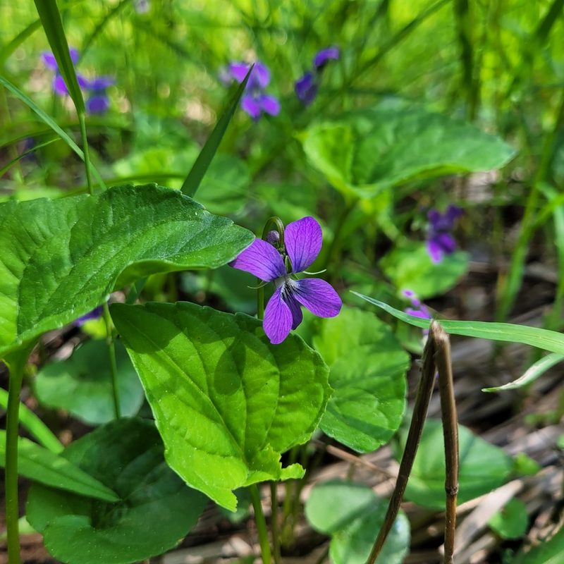 Viola cucullata, photographed by samuellegresley