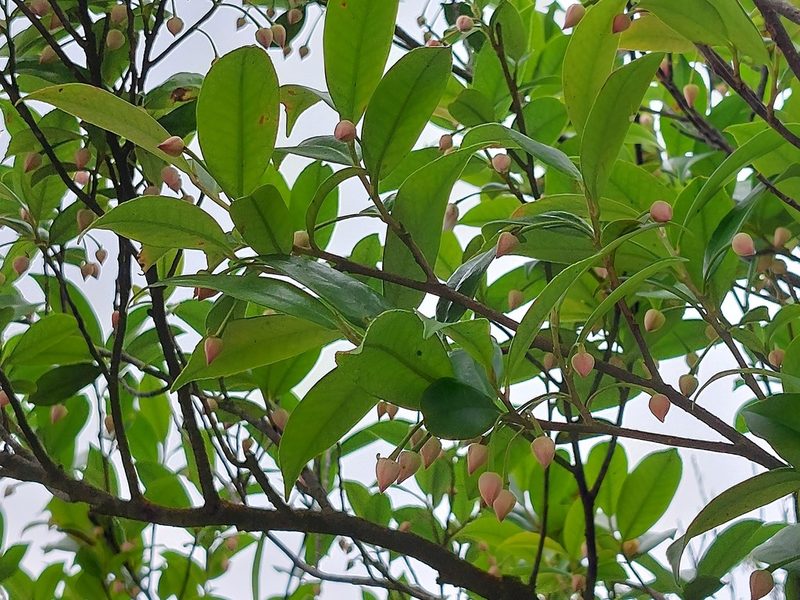 Adinandra formosana, photographed by 胡正恆(Jackson Hu)