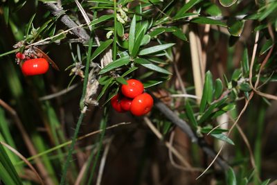 Acrotriche aggregata, photographed by Greg Tasney