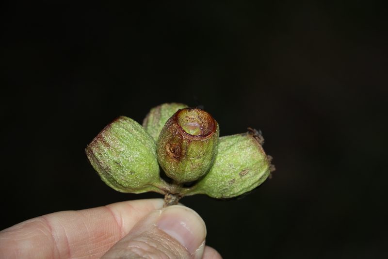 Eucalyptus planchoniana, photographed by Greg Tasney