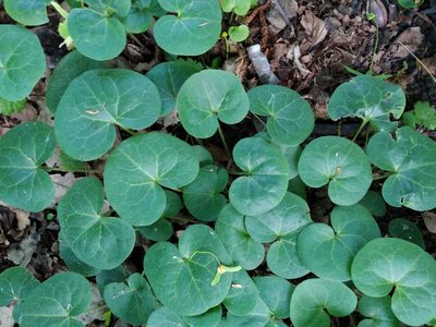 Asarum europaeum, photographed by Vladimir Atachkin