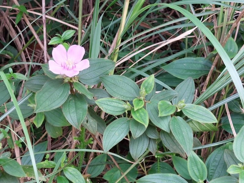 Melastoma malabathricum, photographed by 胡正恆(Jackson Hu)