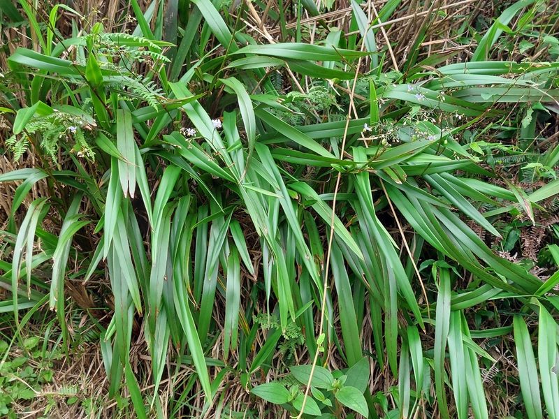 Dianella ensifolia, photographed by 胡正恆(Jackson Hu)