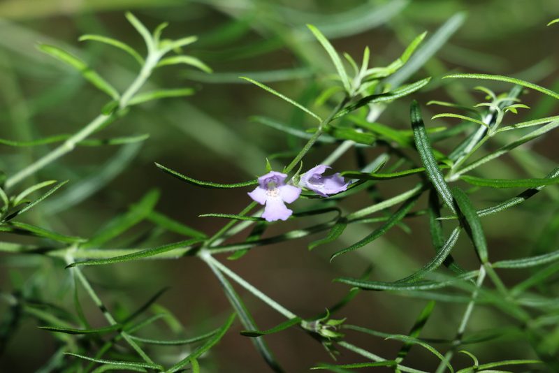 Westringia eremicola, photographed by Greg Tasney