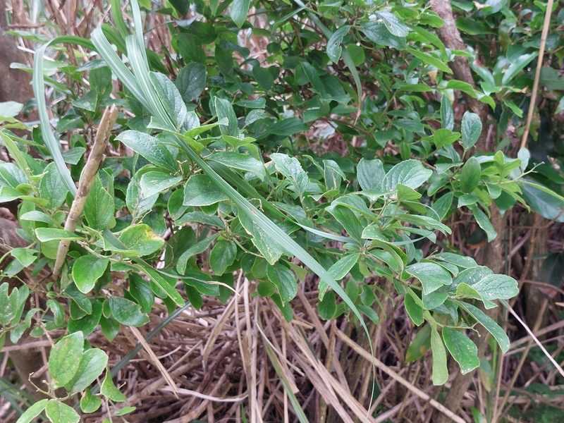 Symplocos paniculata, photographed by 胡正恆(Jackson Hu)