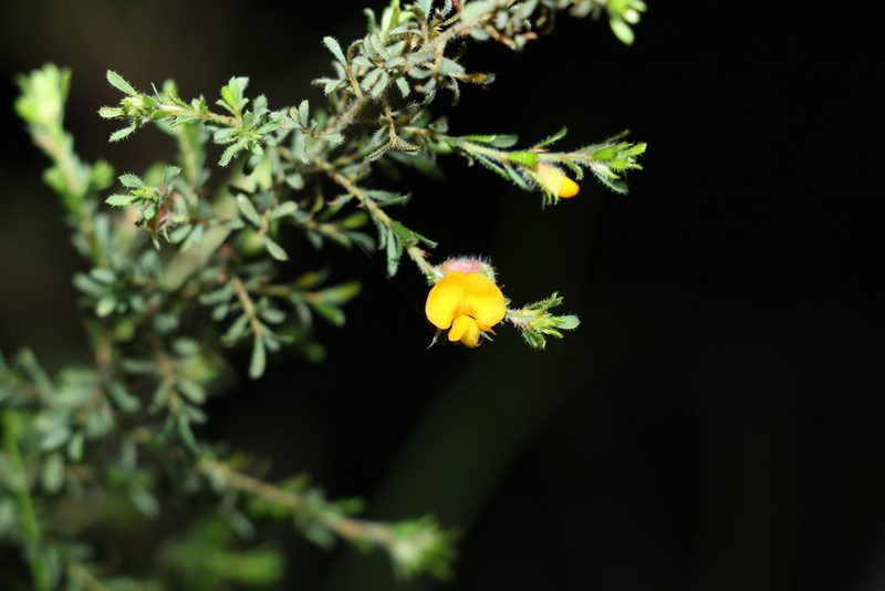 Pultenaea villosa, photographed by Greg Tasney