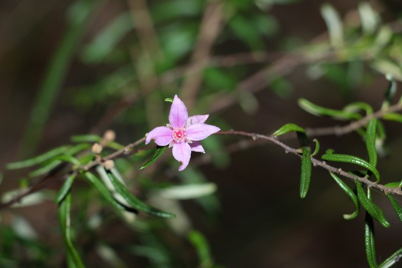 Boronia rosmarinifolia, photographed by Greg Tasney