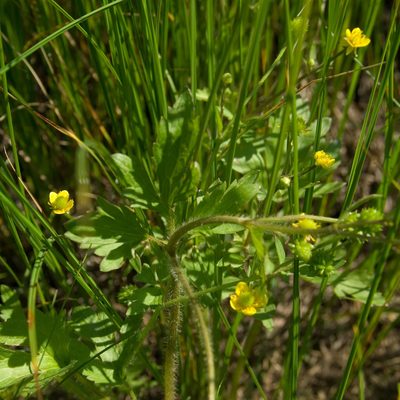 Ranunculus macounii, photographed by Mary Krieger