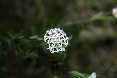 Pimelea linifolia, photographed by Greg Tasney