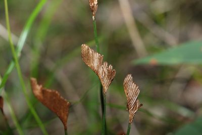 Schizaea bifida, photographed by Greg Tasney