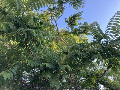 Ailanthus altissima, photographed by Dilrukshan Priyantha Wijesinghe