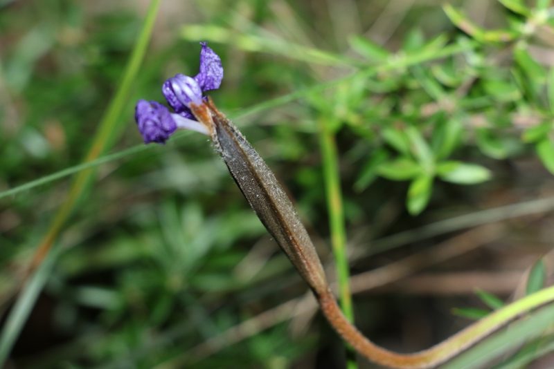 Patersonia sericea, photographed by Greg Tasney