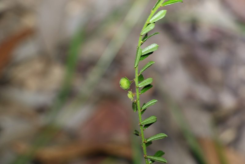 Phyllanthus hirtellus, photographed by Greg Tasney