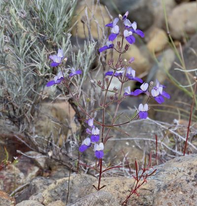 Collinsia linearis, photographed by John Hibbard