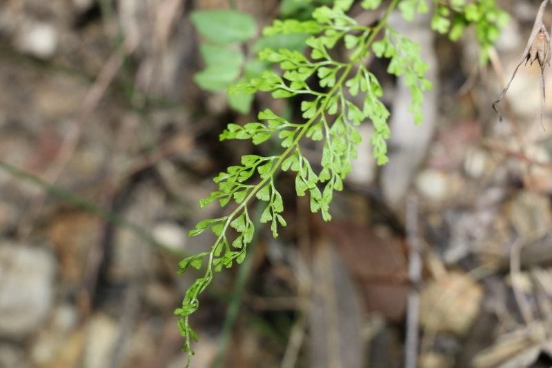 Lindsaea microphylla, photographed by Greg Tasney