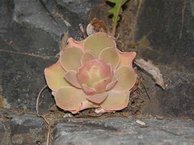 Aeonium diplocyclum, photographed by Rafael Medina