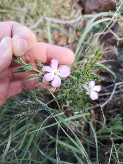 Barleria rigida, photographed by Ricus Nel