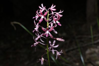 Dipodium variegatum, photographed by Greg Tasney