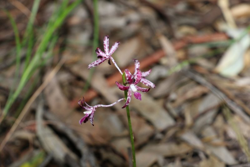Dipodium variegatum, photographed by Greg Tasney