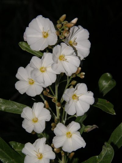 Convolvulus floridus, photographed by Rafael Medina