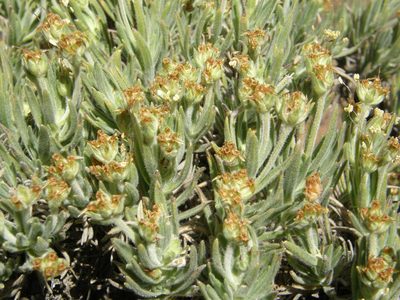 Plantago webbii, photographed by Rafael Medina