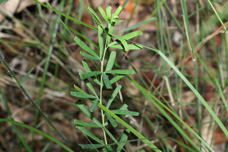 Gompholobium latifolium, photographed by Greg Tasney