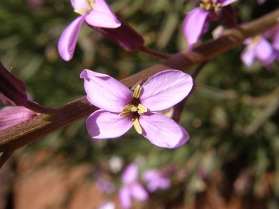 Erysimum scoparium, photographed by Rafael Medina