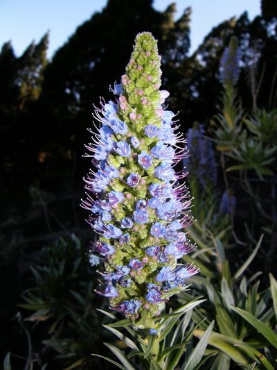 Echium webbii, photographed by Rafael Medina