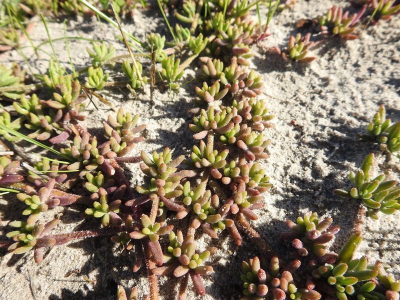 Mesembryanthemum canaliculatum, photographed by Paul Emms