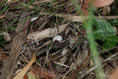 Corybas barbarae, photographed by Greg Tasney