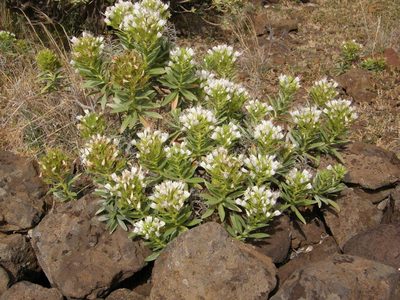 Echium brevirame, photographed by Rafael Medina