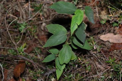 Trema tomentosum, photographed by Greg Tasney