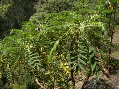 Bencomia caudata, photographed by Rafael Medina