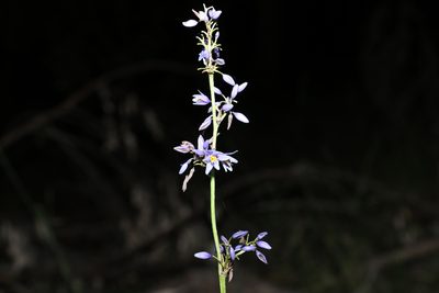 Dianella caerulea, photographed by Greg Tasney