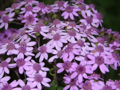 Pericallis papyracea, photographed by Rafael Medina