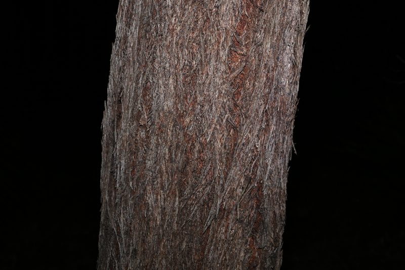 Eucalyptus baileyana, photographed by Greg Tasney