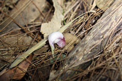Corybas barbarae, photographed by Greg Tasney