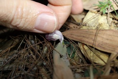 Corybas barbarae, photographed by Greg Tasney