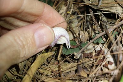 Corybas barbarae