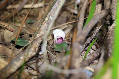 Corybas barbarae, photographed by Greg Tasney