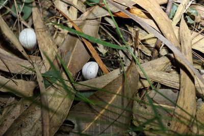 Corybas barbarae, photographed by Greg Tasney
