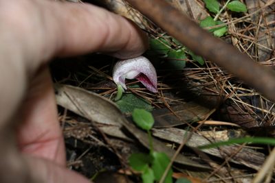 Corybas barbarae, photographed by Greg Tasney