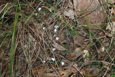 Corybas barbarae, photographed by Greg Tasney